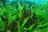 L'algue du lac klamath (Oregon, USA), nov. 2022