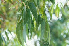 Eucalyptus à feuilles radiées, Eucalyptus radiata, avr. 2024