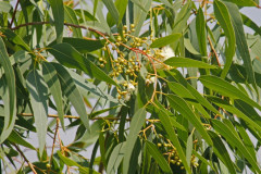 eucalyptus-citronne.jpg, avr. 2024
