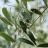 L'extrait de feuilles d'olivier au secours des défenses immunitaires, mars 2024
