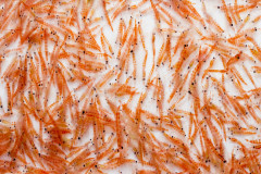 L'huile pure de krill extraite à froid est favorable aux articulations, juil. 2024