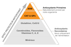 Les principaux antioxydants : faites le bon choix, mars 2024