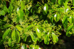 Ravintsara, Cinnamomum camphora, mai 2024