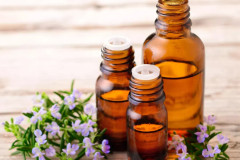 Romarin à verbénone, Rosmarinus officinalis verbenoniferum, mai 2024
