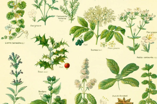 Encyclopédie des plantes médicinales - T. Cecchini