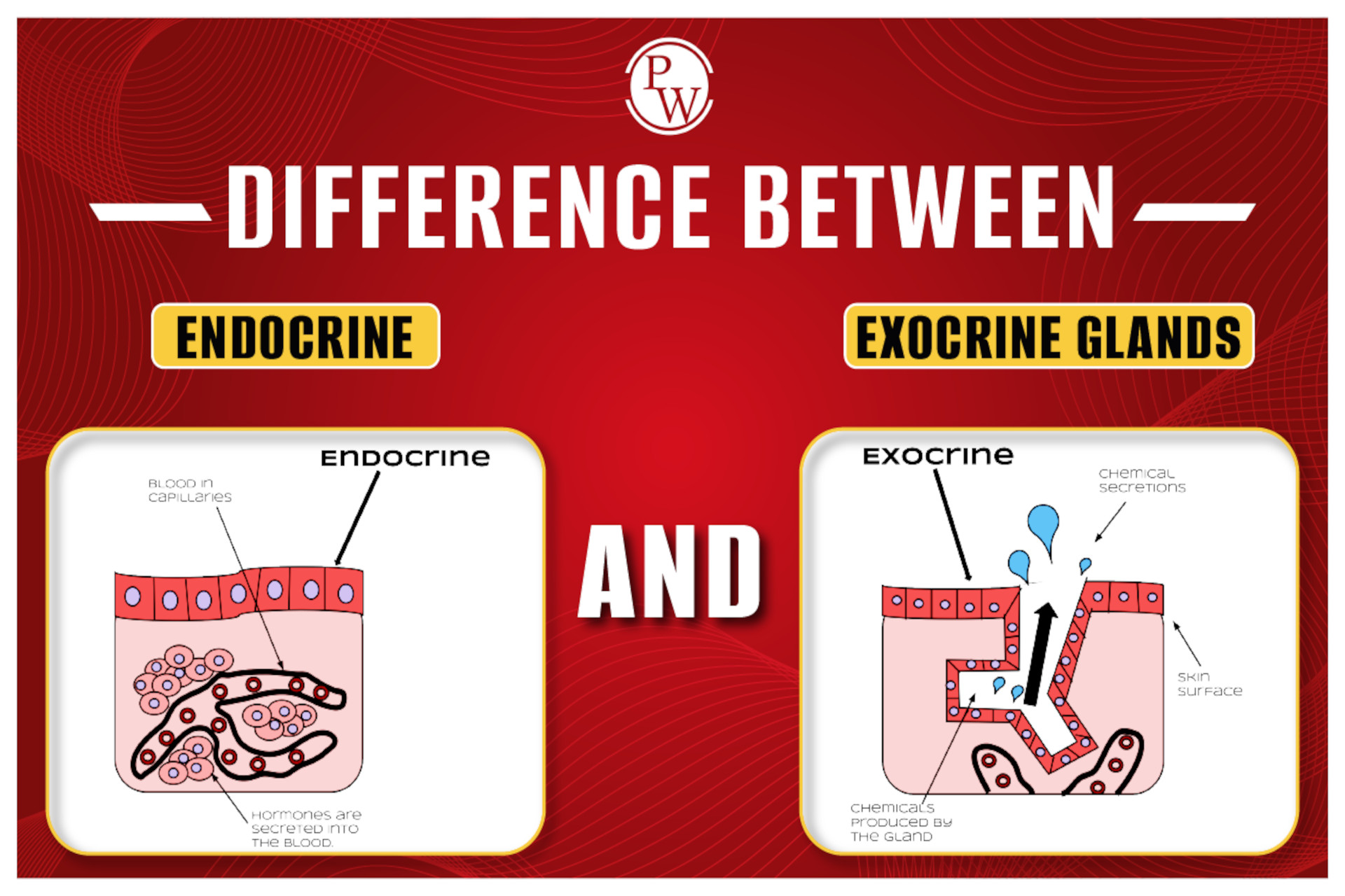 glandes-introduction, avr. 2022