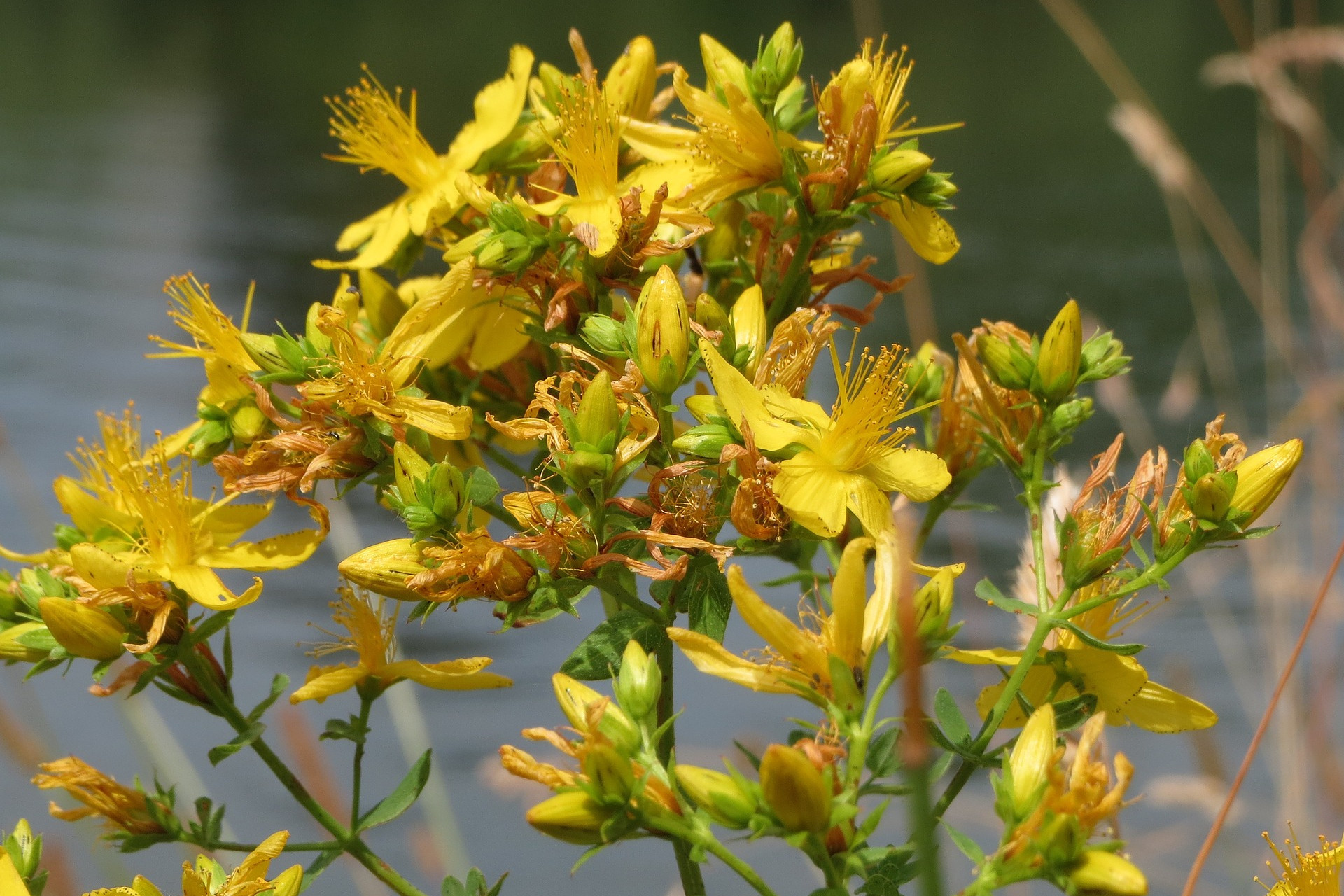 millepertuis, avr. 2022